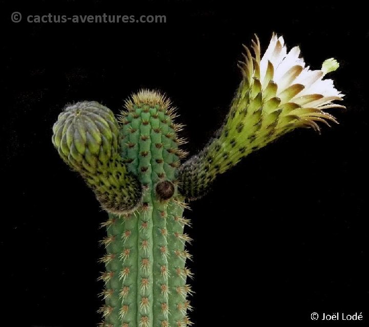 Weberbauerocereus cuzcoensis P1070530